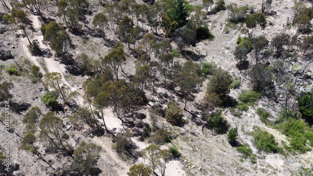 Obraz premium Aerial View of a Winding Dirt Trail Through Australian Eucalyptus Forest