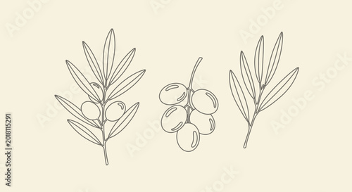 Olive branch illustrations botanical drawings with simple outlines