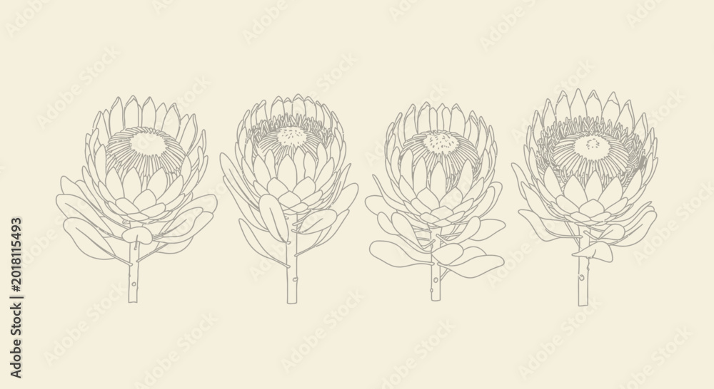 Fototapeta premium Protea flowers line drawing displayed in a row against a beige backdrop