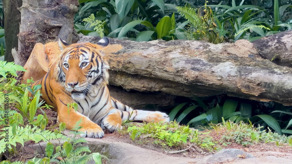 Obraz premium Bengal Tiger Resting Beside a Fallen Log in a Lush Jungle