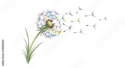 Watercolor Dandelion Seed Dispersal - A Delicate Botanical Illustration.