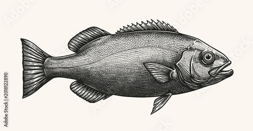 Konstfotografi Detailed drawing of a fish with vintage engraving style on white background