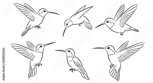 Hummingbird collection in various flying poses, hand-drawn vector art