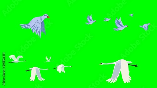 A beautiful white dove bird and elegant flying cranes in the clear skies 2d animated cartoon on green screen chroma key background. high quality loop cycle vector illustration animation