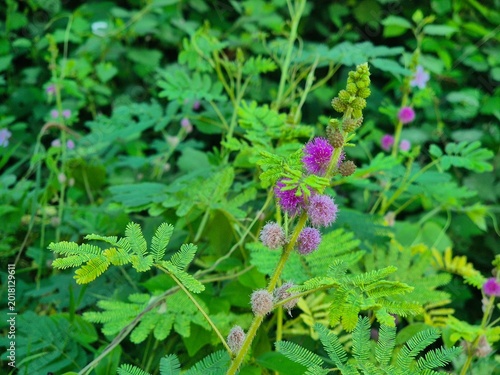Fotografía Lush green mimosa pudica sensitive plant with delicate pink round flowers bloomi