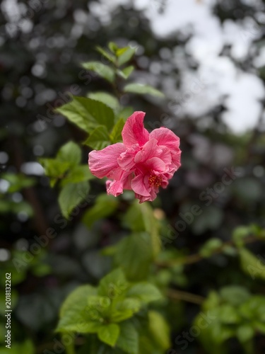 Pink Hibiscus Flower with Raindrops in Tropical Garden
