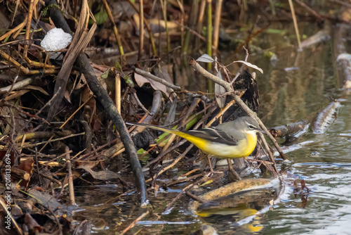 Foto grey wagtail on a riverside