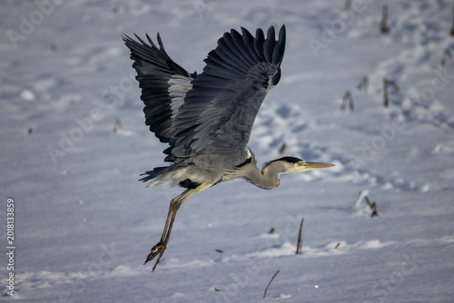 Tableau sur toile taking off grey heron in snow