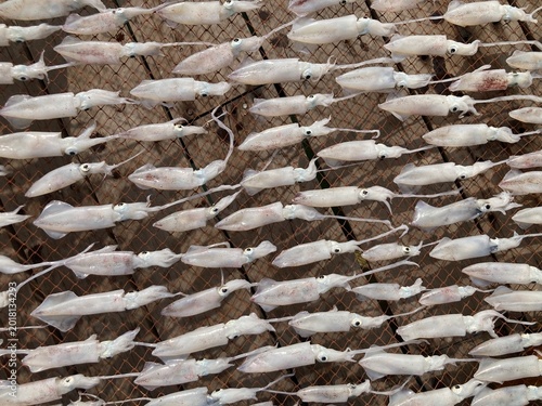 Rows of freshly dried squid from a local fisherman’s morning catch, laid across wooden racks by the house deck, while shadows of the squid and net frames stretch across the sunlit wooden floor