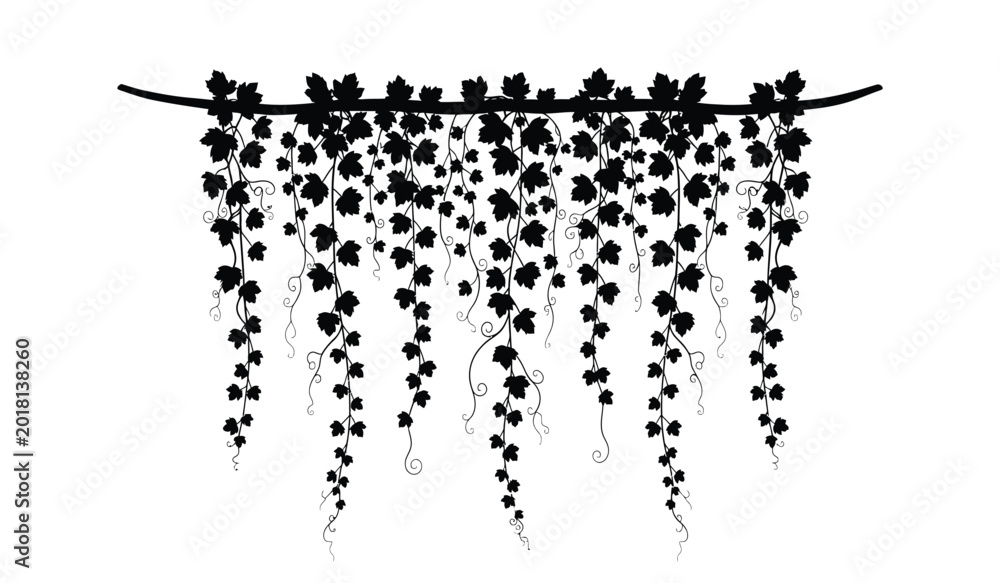 Obraz premium hanging vine with leaves and tendrils detailed black silhouette against a white background silhouette high quality professional modern elegant stylish clean crisp vibrant colorful