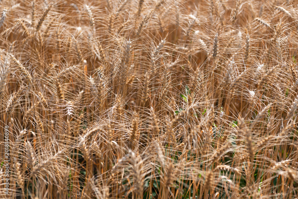 Fototapeta premium Wheat grain on the spikelet at the field. Ears of rye crop. Agriculture business and harvest. Landscape with field of ripe rye in summer. Agriculture barley or rye field. Summer nature