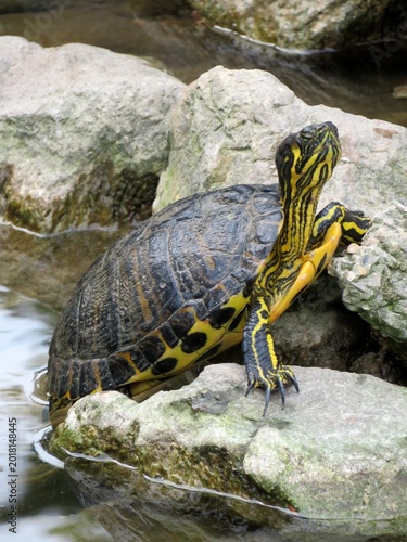 Tortue