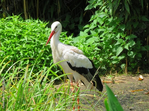 Cigogne
