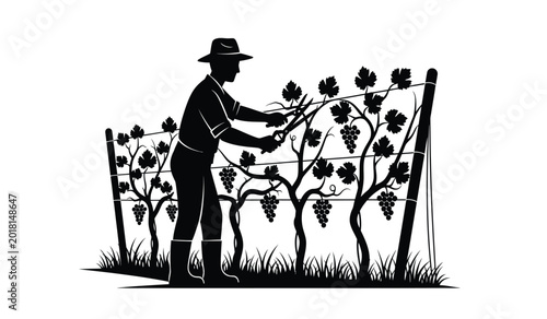 Принти на полотні Farmer pruning grape vines with shears in a vineyard black silhouette high quali