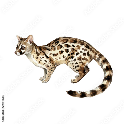 Isolated Genet, for Wildlife Animal Illustration
