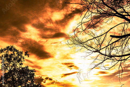 Brilliant Sky with trees