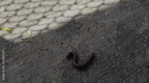 Large Millipede Crawling On A Concrete Floor Surface 02