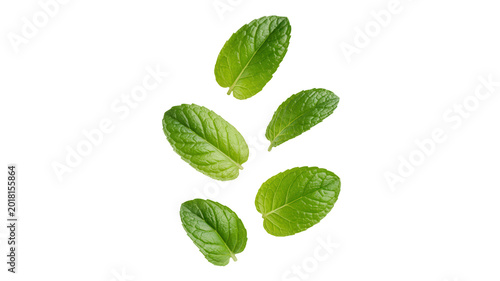 Fresh green basil leaves arranged in a circular pattern isolated on white background for culinary or herbal purposes