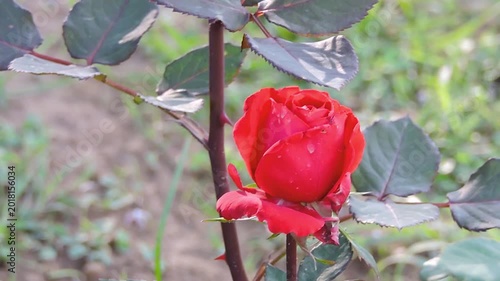 a red rose, identified as a variety of garden rose