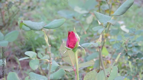 a single red rosebud, garden variety, just beginning to open