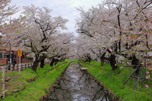 Bild auf Leinwand Shingashi Riverbank Cherry Blossoms with reflection on the water in Hikawacho, K