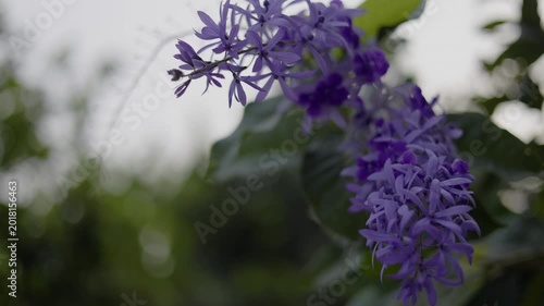 Purple Wreath Flowers Blooming Profusely In Garden 01
