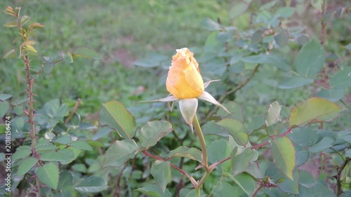 a yellow rose bud in a garden setting