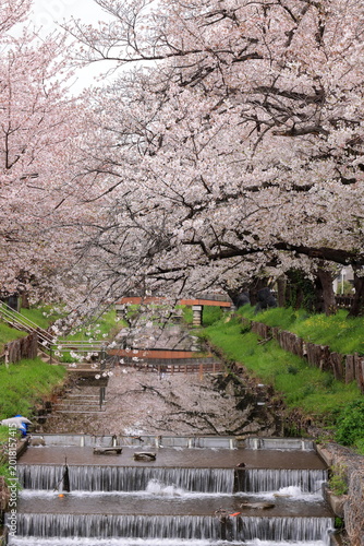 Cuadro en lienzo Shingashi Riverbank Cherry Blossoms with reflection on the water in Hikawacho, K