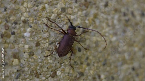 Sugarcane Longhorn Beetle Perching On A Concrete Wall 01