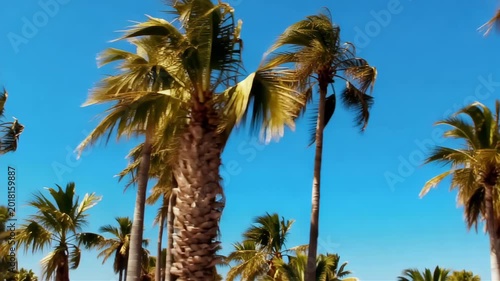 Palm trees swaying against a clear blue sky. Tropical landscape with wind moving foliage. Summer travel vacation scene at a beach resort in sunny weather nature.