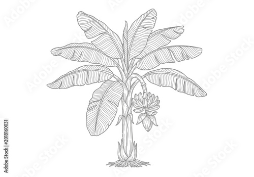 Foto Drawing of a banana tree with a flower tropical botanical illustration vegetatio
