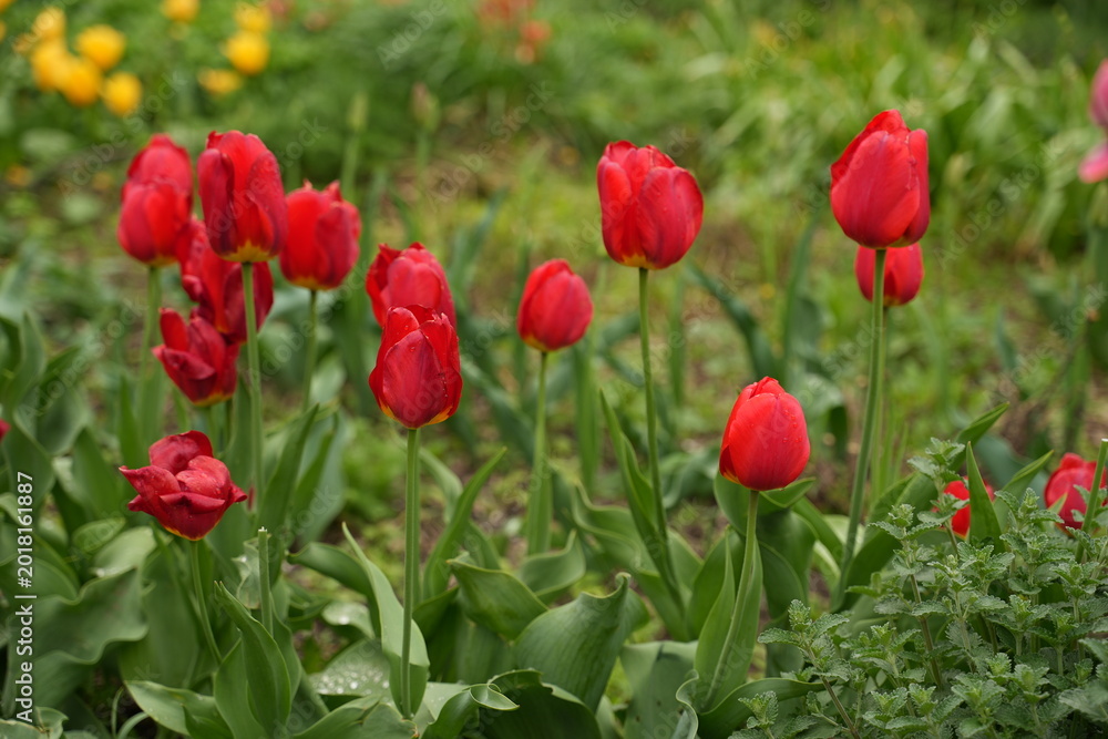 Naklejka premium Vibrant Red Tulips Blooming in a Lush Green Garden, Showcasing Nature's Beauty and Colors in Full Spring Splendor