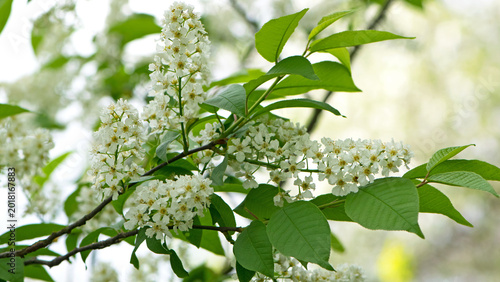 Foto Prunus padus