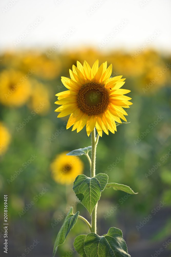 Fototapeta premium sunflower. Yellow sunflowers, good harvest, bright sunny flower. farming, vegetable garden, field, growing seeds for oil. health benefits, Sunflower oil improves skin health, promote cell regeneration