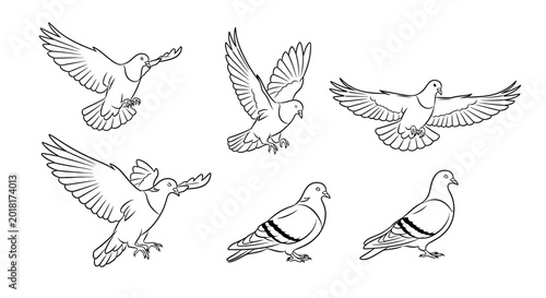 Set of hand-drawn pigeons in various poses, vector line art illustration