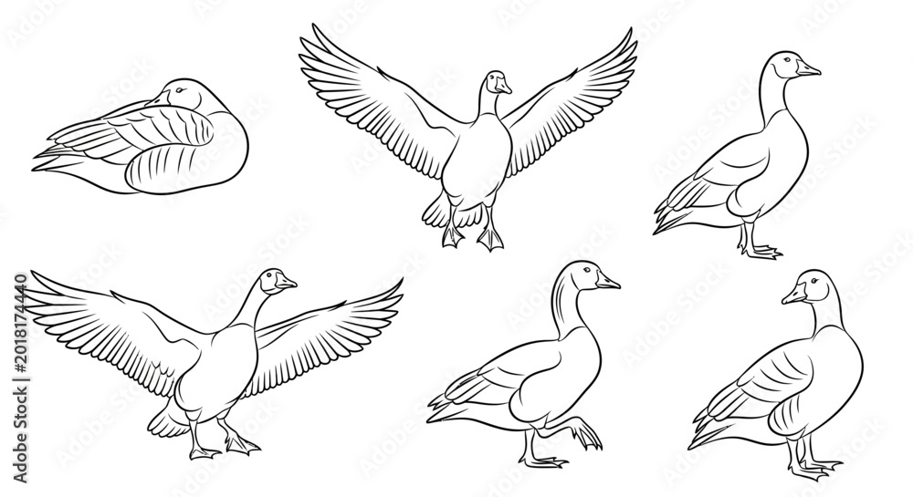 Obraz premium Goose Sketches Collection in Various Poses