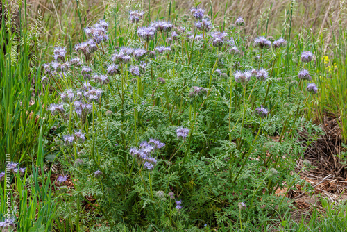 Phacelia tanacetifolia. Lacy phacelia, plants with blue flowers.