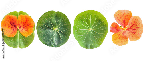 Set of orange nasturtium flowers and green leaves isolated on white background png transparent