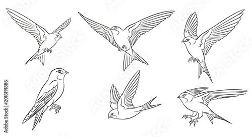 Set of Hand-Drawn Swallows in Various Flying Poses