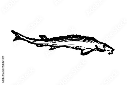 Fotografie Sturgeon, elongated body and pointed snout, black ink sketch, old vintage illustration, 1897