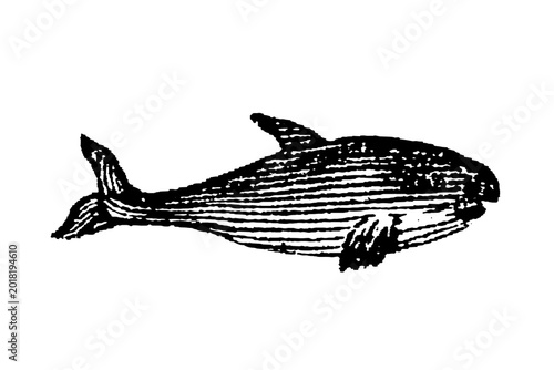 Fotografie Orca with distinctive fin and patterned body markings, old vintage illustration, 1897