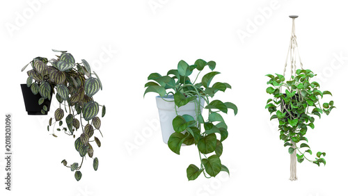 Quadro em tela Three different houseplants in pots: one in black pot, one in white pot, and one hanging in macrame