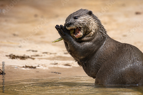 Fotografia loutre attrape et mange un poisson