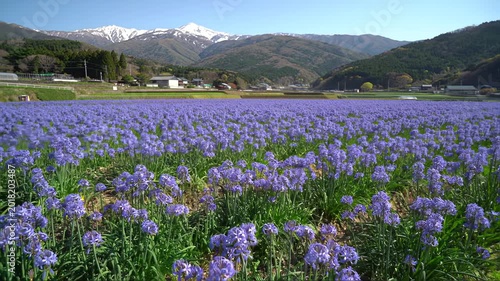 Vast field of purple flowers before snow-capped mountains, with distant buildings and trees