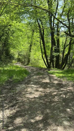 Serene forest path leads into dappled greenery under tall trees