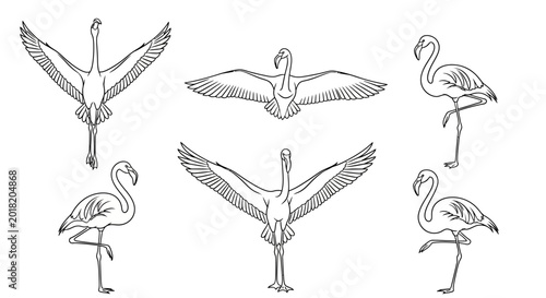 Set of Flamingo Line Art Illustrations in Various Poses
