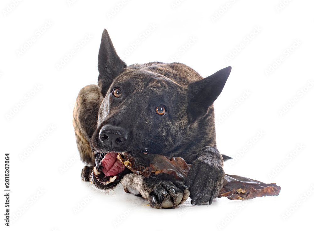 Foto Dutch Shepherd in studio