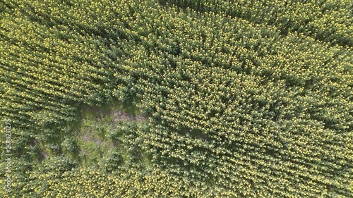 Top Down Aerial View of Yellow Rapeseed Field Texture in Bloom