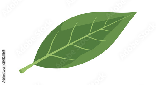 Photography Illustration of a single green leaf with visible veins on a white background