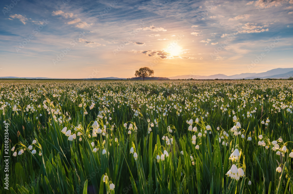 Obraz premium Summer Snowflake Flowers in a Green Meadow with a Lone Tree at Sunset